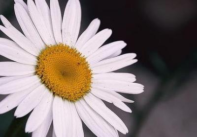 英语元宵节祝福语(必备60句)