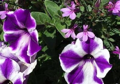 节日问候祝福语(推荐50句)