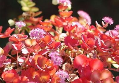 简短结婚祝福语(必备50句)