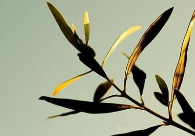 表弟生日祝福语(通用70句)