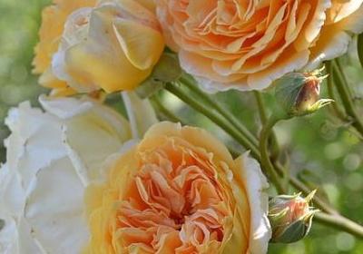 行庆祝福语(必备60句)