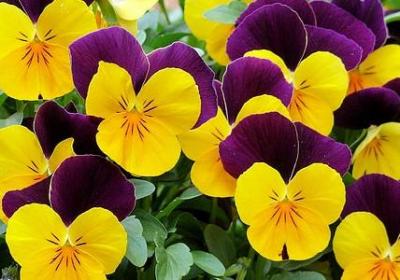 考大学祝福语短句(精选60句)