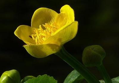 自己生日祝福语怎么说(70句)