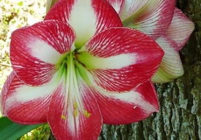 自己孩子生日祝福语(共50句)