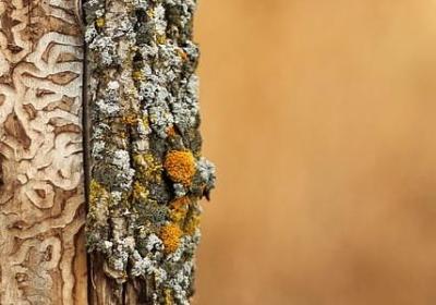 过年祝福语(实用80句)