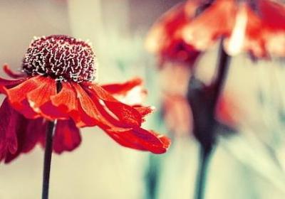 简短文艺的祝福语(共40句)