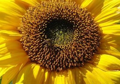 英语新年祝福语(通用57句)