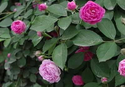 考试的祝福语(汇总40句)