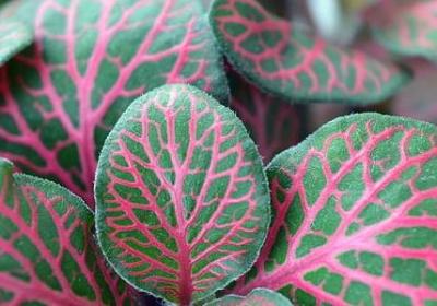 身体康复祝福语(精选60句)