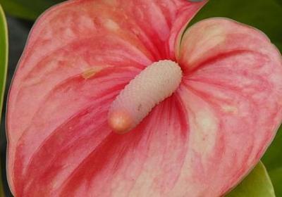 英文新婚祝福语(必备67句)