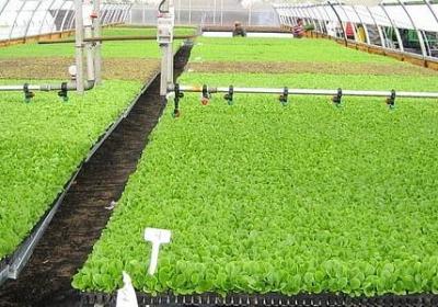 考驾照的祝福语(必备50句)