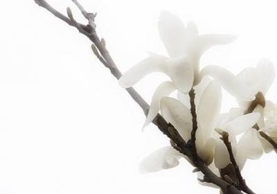 老板娘生日祝福语(汇总50句)