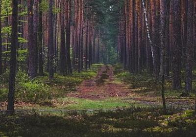 花的祝福语(40句)