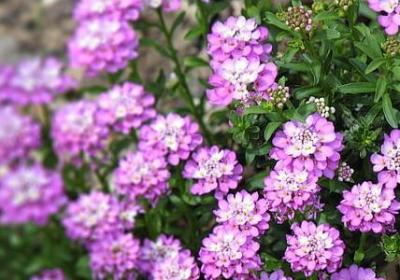 结婚三十五周年祝福语(共40句)