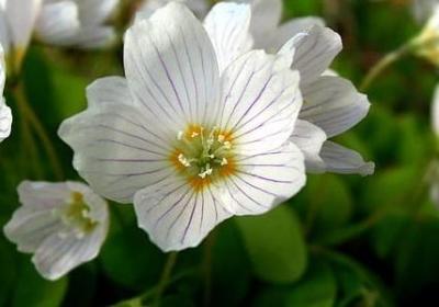 老师贺卡祝福语(精选50句)