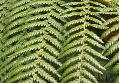 老师过生日的祝福语(共40句)