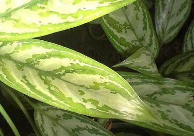 给小女孩的生日祝福语(汇总60句)