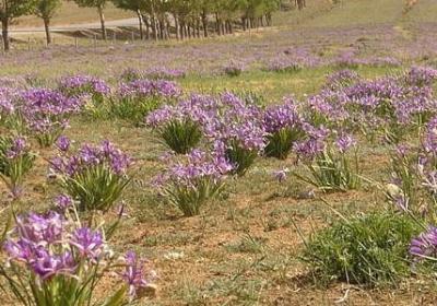 过生日的祝福语怎么说(优选61句)