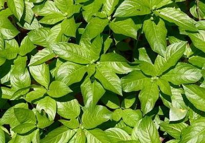 老年人的生日祝福语(精选40句)