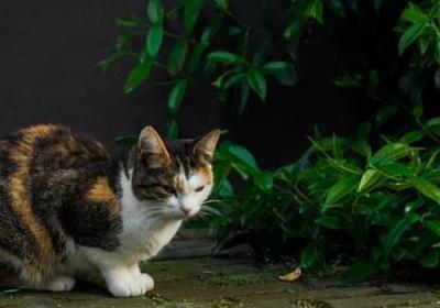 脱单的祝福语(共70句)