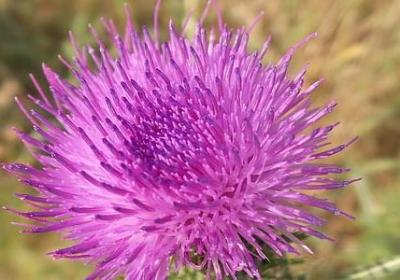 老师送给孩子的生日祝福语(实用40句)