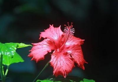 给妈妈祝福语(优选60句)