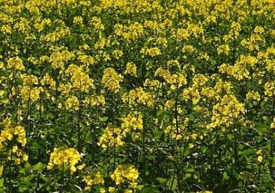 精简生日祝福语(汇总20句)