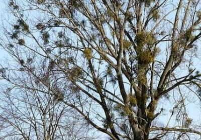 而立之年祝福语(共70句)