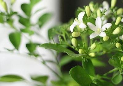 自已生日祝福语(通用60句)