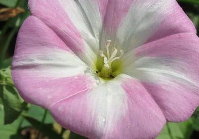 舅舅给外甥生日祝福语(优选40句)