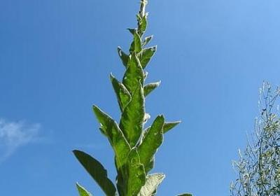 结婚33周年祝福语(通用40句)