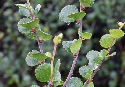 订婚祝福语短句(汇总60句)