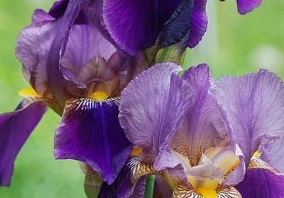 给7岁女儿的生日祝福语(热门8句)