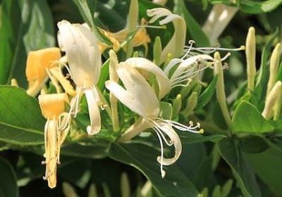 给小孩子的生日祝福语(合集53句)