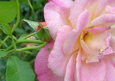 藏族祝福语(推荐50句)