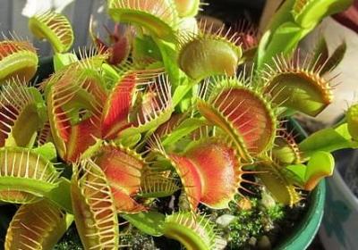 诗意古风生日祝福语(推荐10句)