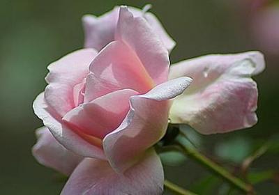 老母亲八十大寿祝福语(热门13句)