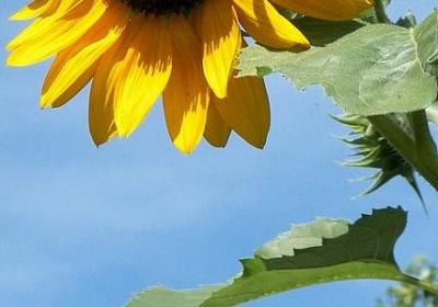 谢谢祝福语(合集50句)