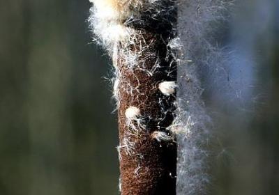 给女朋友的新年祝福语(51句)