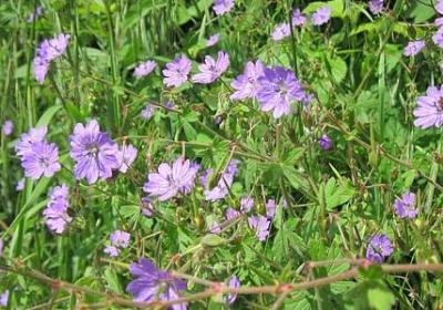 给宝贝生日快乐祝福语(汇总50句)