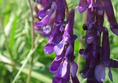 简洁祝福语(50句)