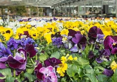 过12岁生日的祝福语(精选40句)