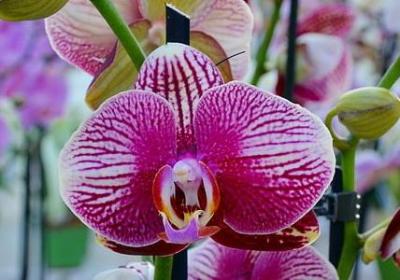 粤语祝福语(推荐50句)