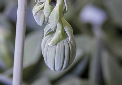 茶馆开业祝福语(热门50句)