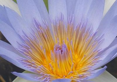 虎年祝福语2022(通用60句)