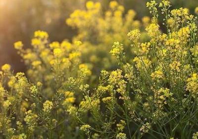 英语结婚祝福语(通用60句)