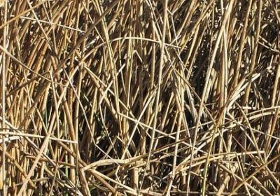 订婚的祝福语(共60句)