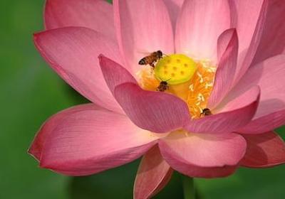 诗经中的祝福语(40句)