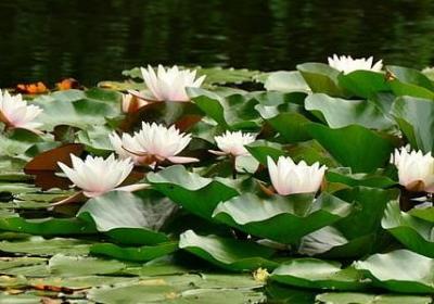 蜜月旅行祝福语(推荐60句)