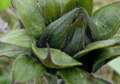 订婚快乐祝福语(实用40句)